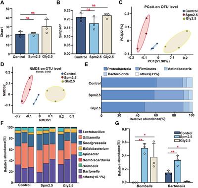 Effects of spinetoram and glyphosate on physiological biomarkers and gut microbes in Bombus terrestris